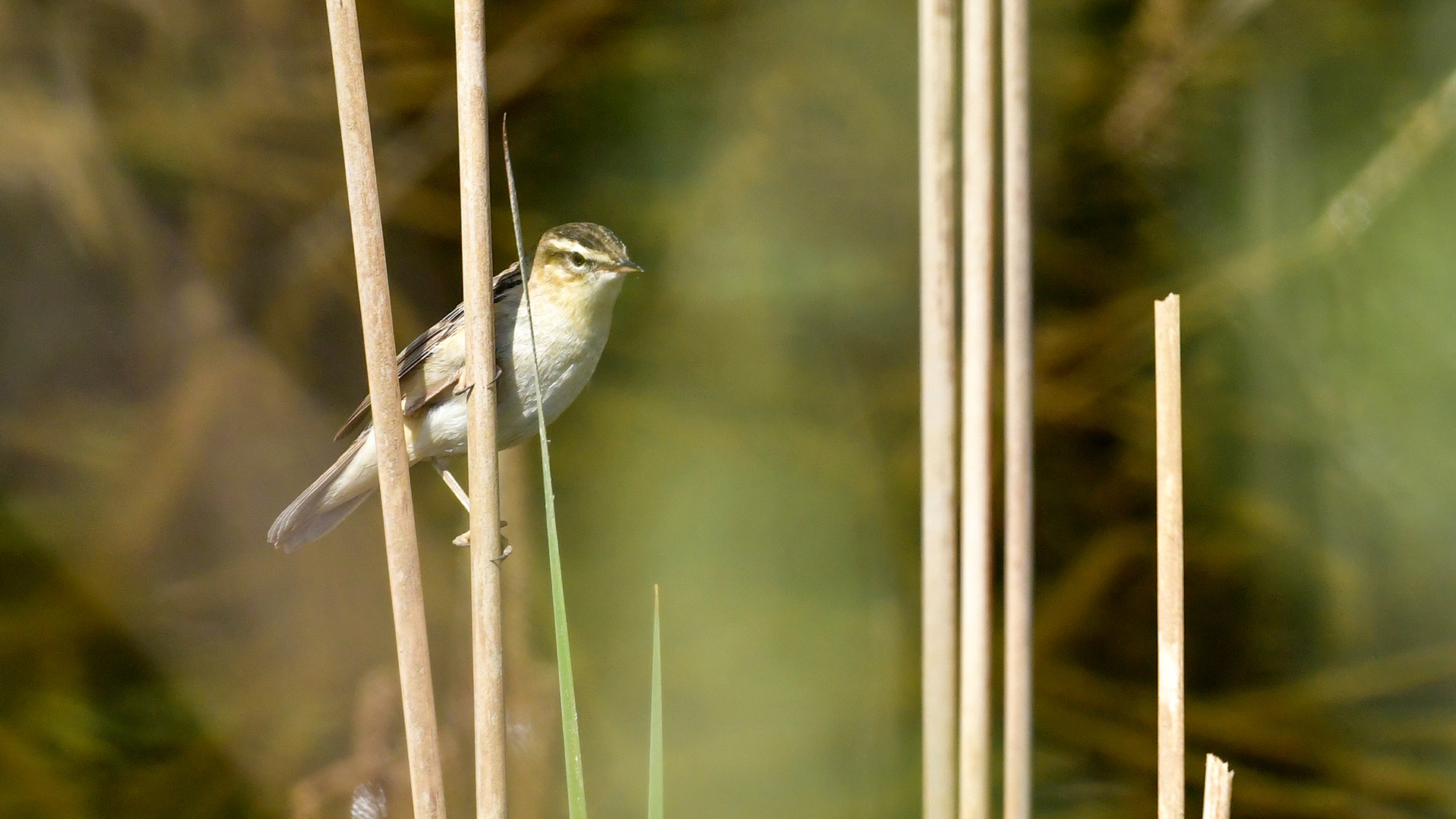 Sedge Warbler